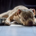 Hundefutter für Allergiker
